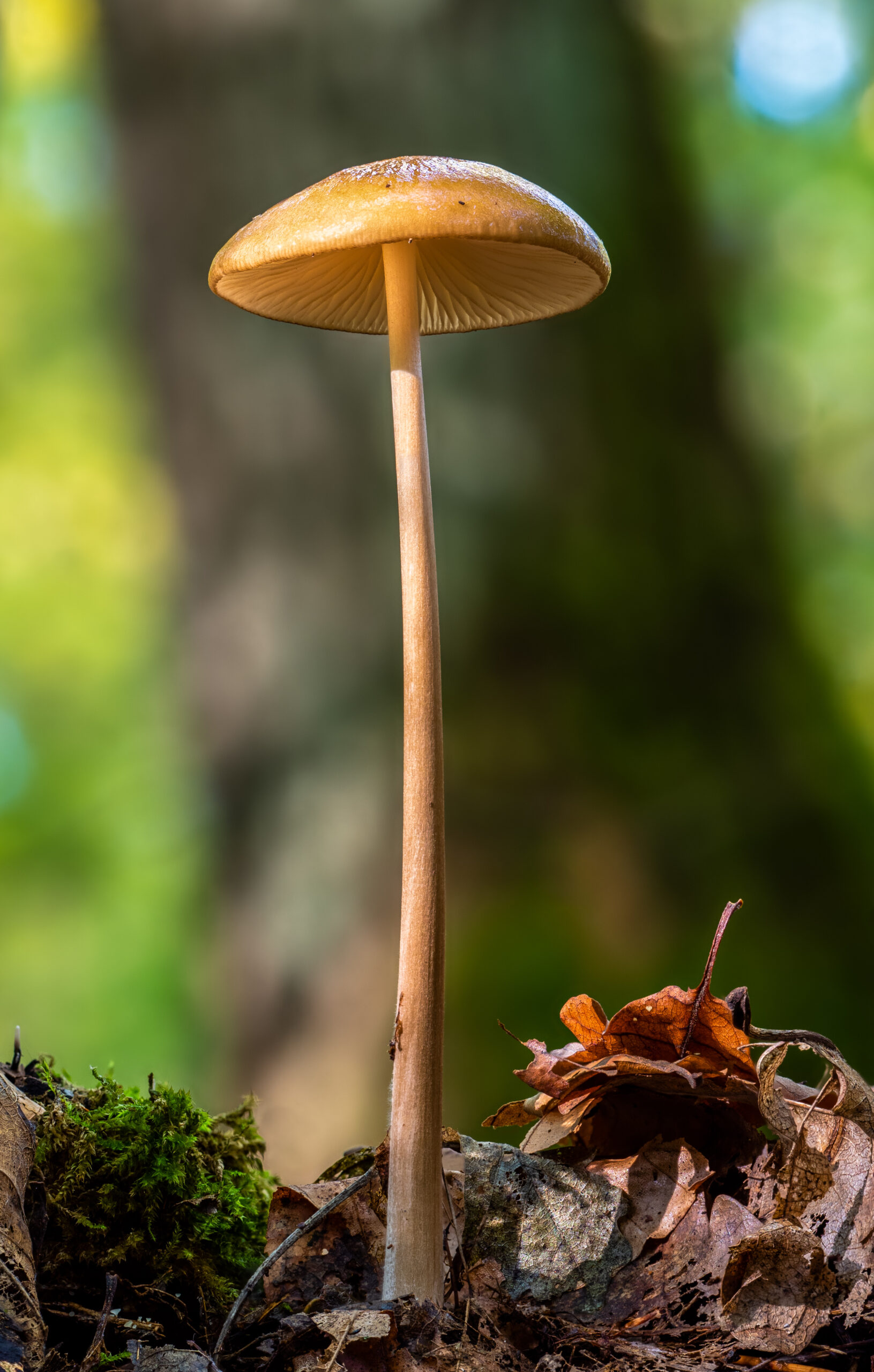 psilocybin mushrooms