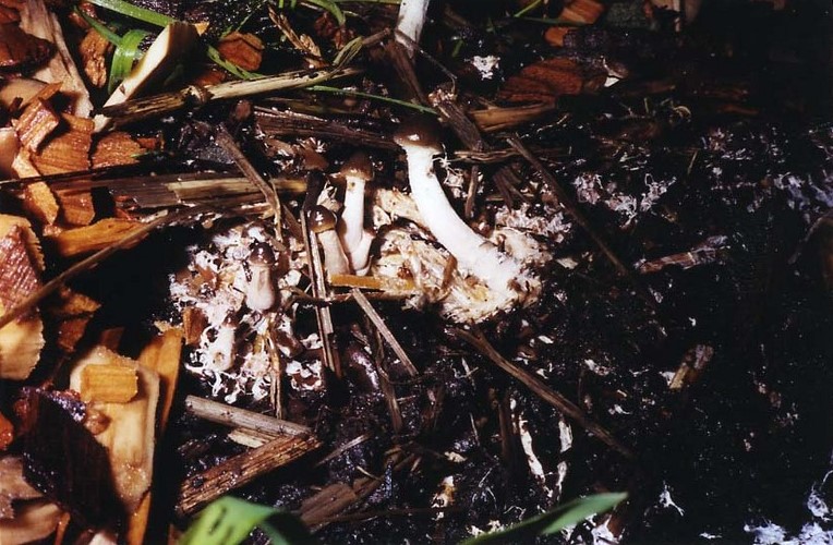 psilocybin mushrooms