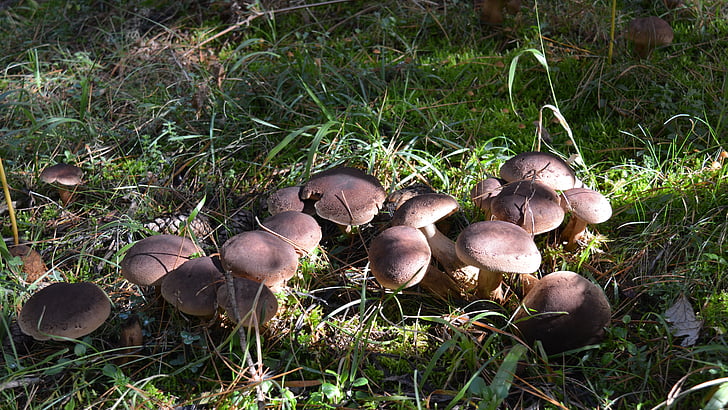 psilocybin mushrooms