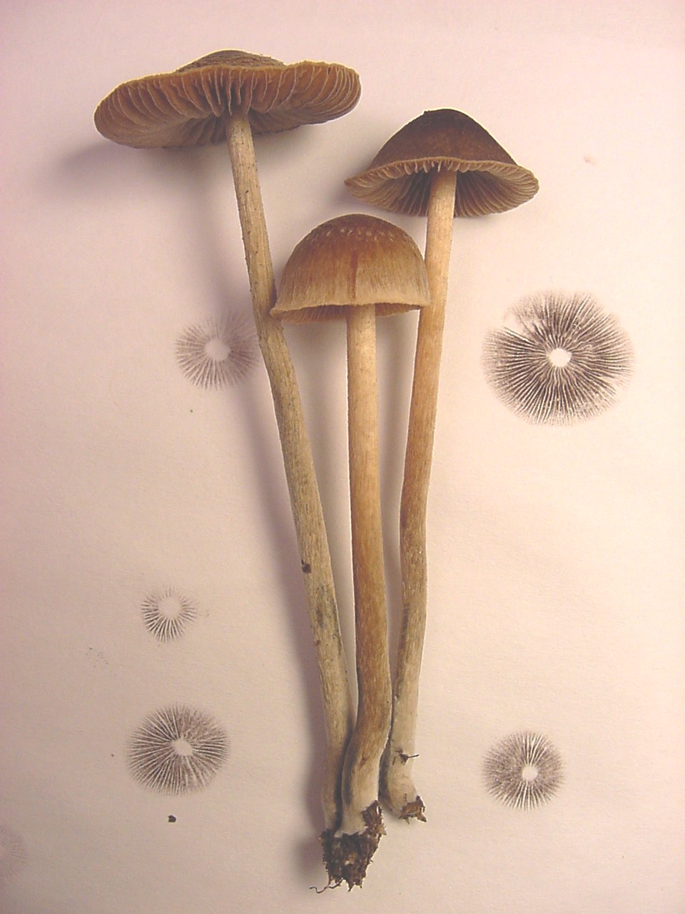 psilocybin mushrooms