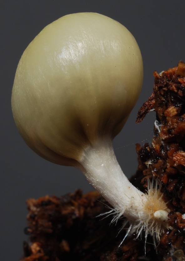 Conocybe