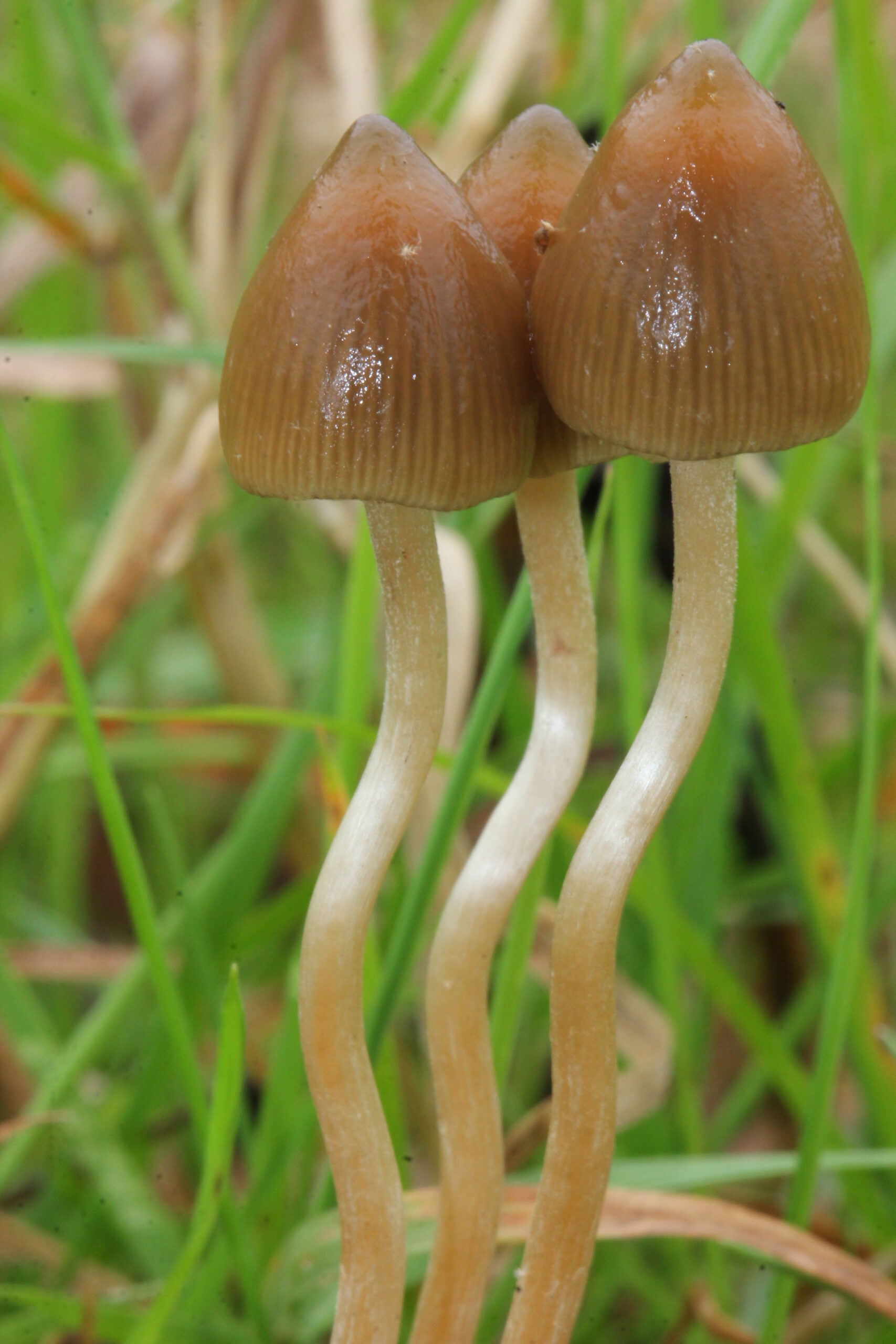 psilocybin mushrooms