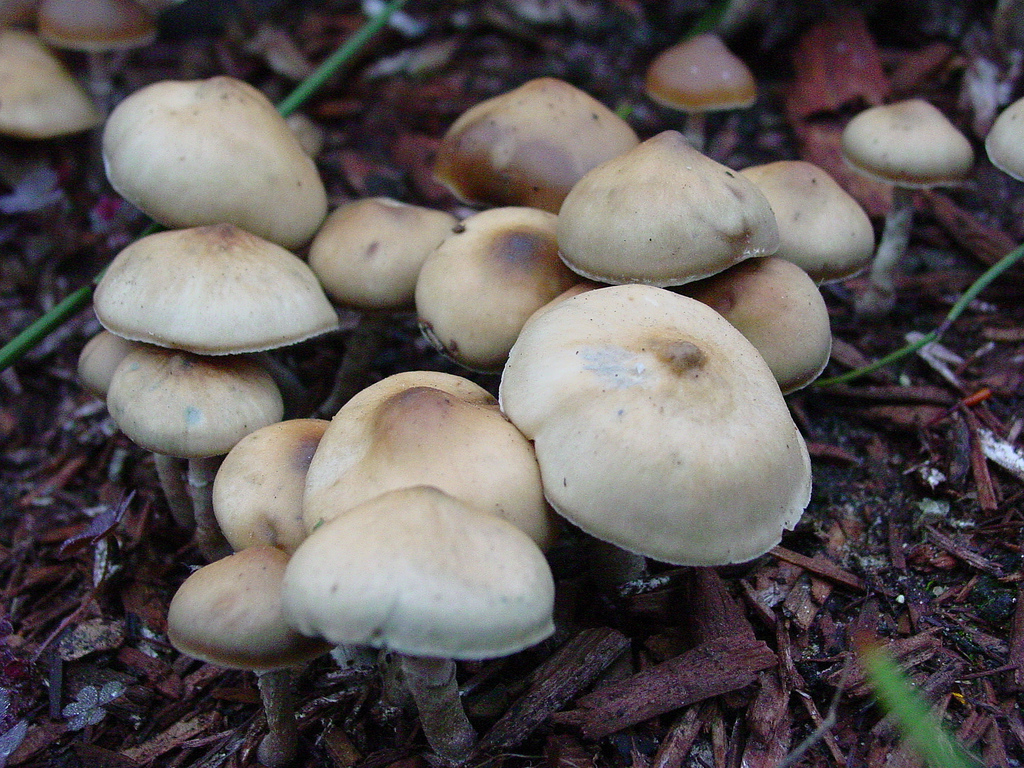 psilocybin mushrooms