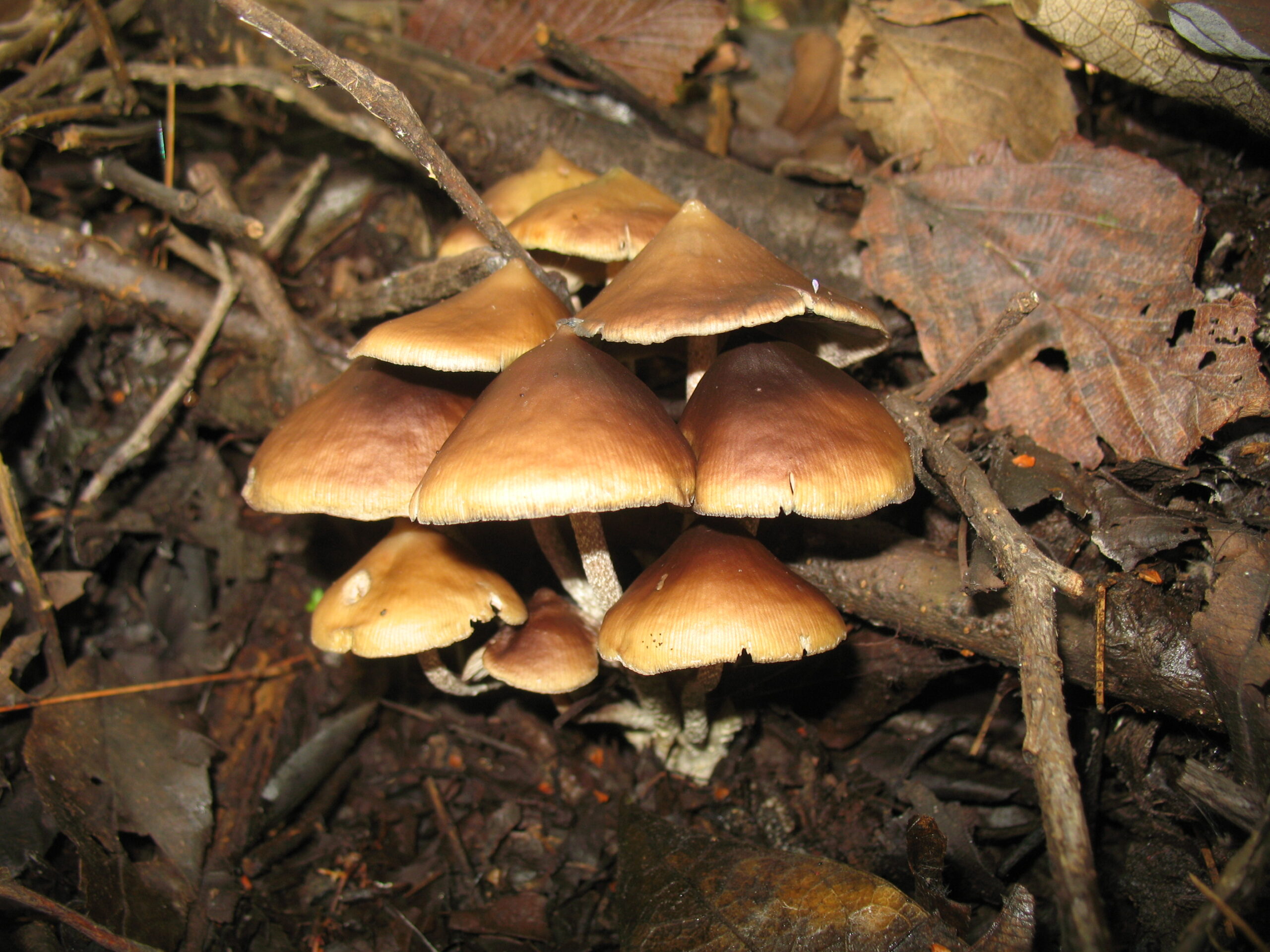 psilocybin mushrooms
