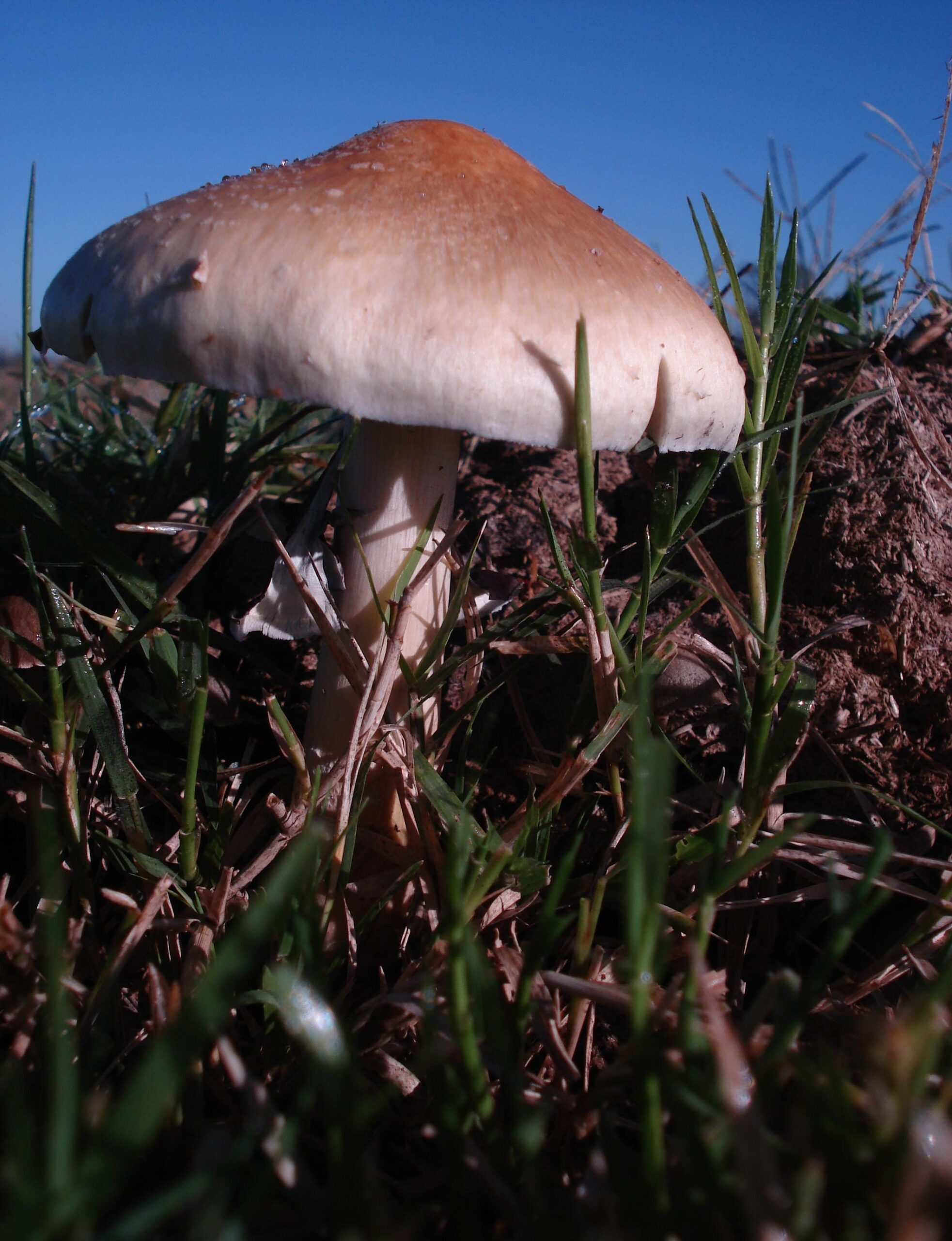 psilocybin mushrooms