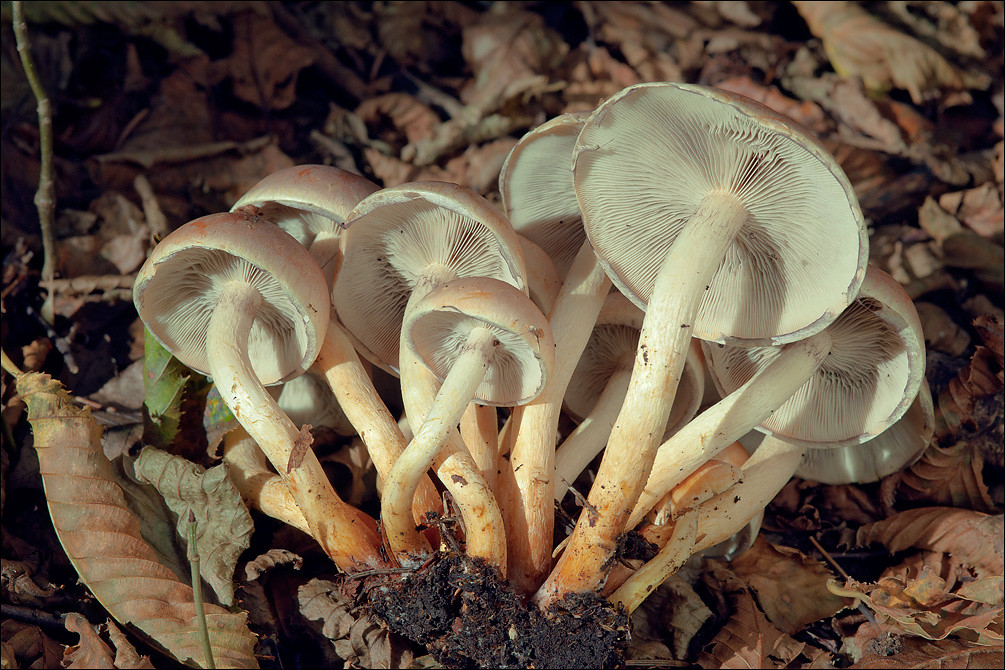 psilocybin mushrooms