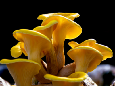 Alaska Mushrooms: Anchorage, Alaska