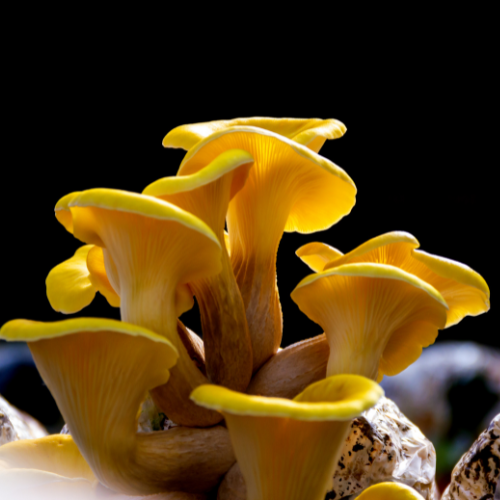 Fungi Farm, Dadeville, Alabama