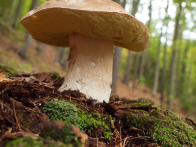 Lakeside Mushrooms Guntersville, Alabama