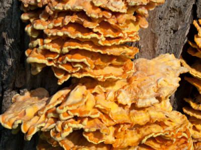 Hokto Kinoko Mushroom Farm San Marcos, California