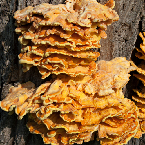 Hokto Kinoko Mushroom Farm San Marcos, California