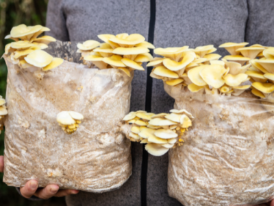 Happy Valley Mushrooms Redding, California