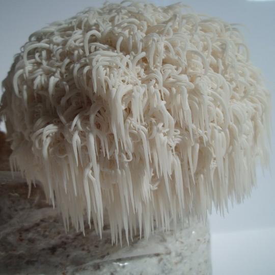 Mushroom Liquid Culture for Sale