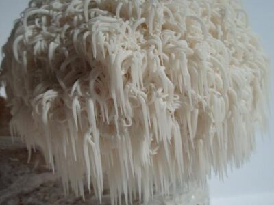 Premier Mushrooms Colusa, California