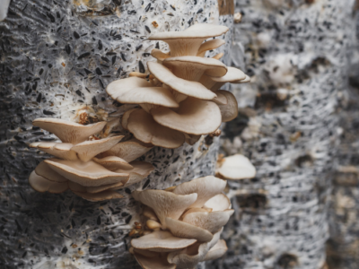 Uptown Fungus Mushrooms Walterville, Oregon