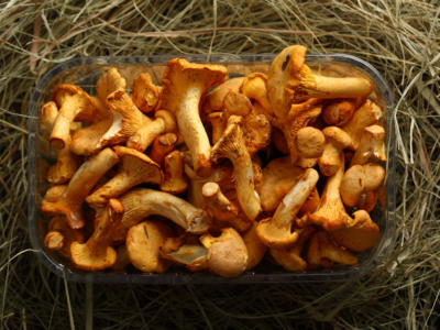 Fritz Creek Fungi Homer, Alaska