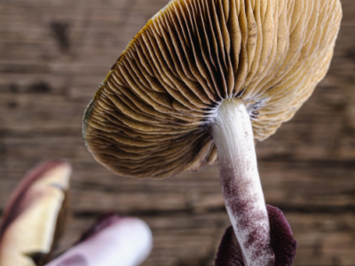 Golden Umbrella Mushroom: Fairbanks, Alaska