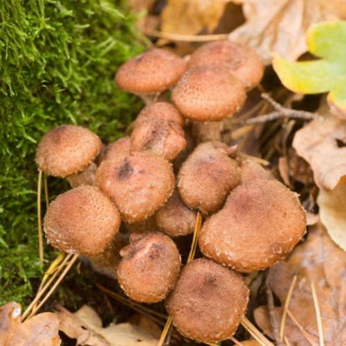 Mountain Meadow Mushrooms Escondido, California