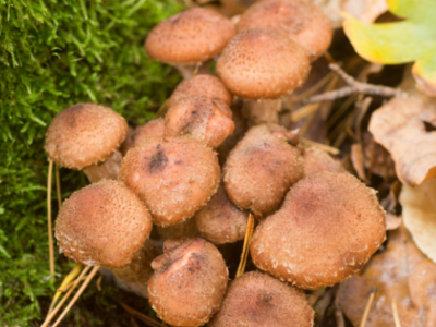 Zephyrhills Mushroom Farm Zephyrhills, Florida