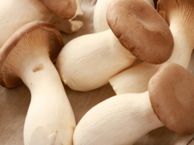 Play of Sunlight Mushrooms Tallahassee, Florida