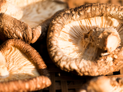 Alpine Valley Mushrooms Saguache, Colorado