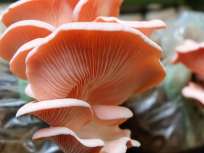 The Mushroom and the Leaf Mushrooms Lynn Haven, Florida