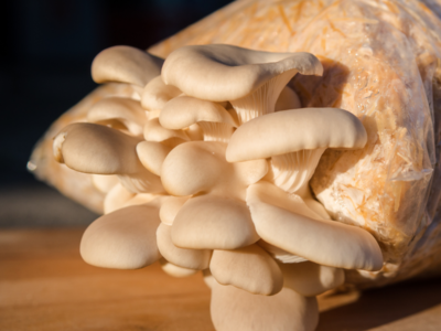 Willow Creek Mushrooms Eaton, Colorado