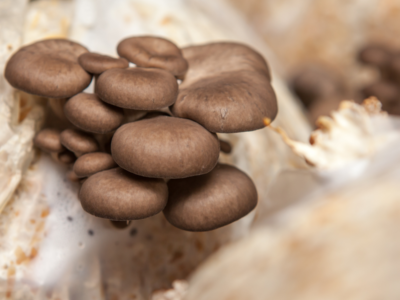 Mayshrooms Mushroom Farm Largo, Florida