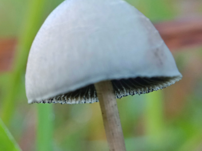 The Capn’s Mushroom Company: Fresno, California