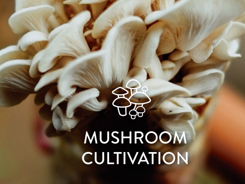 Looking to grow your own mushrooms, start a farm, or expand?